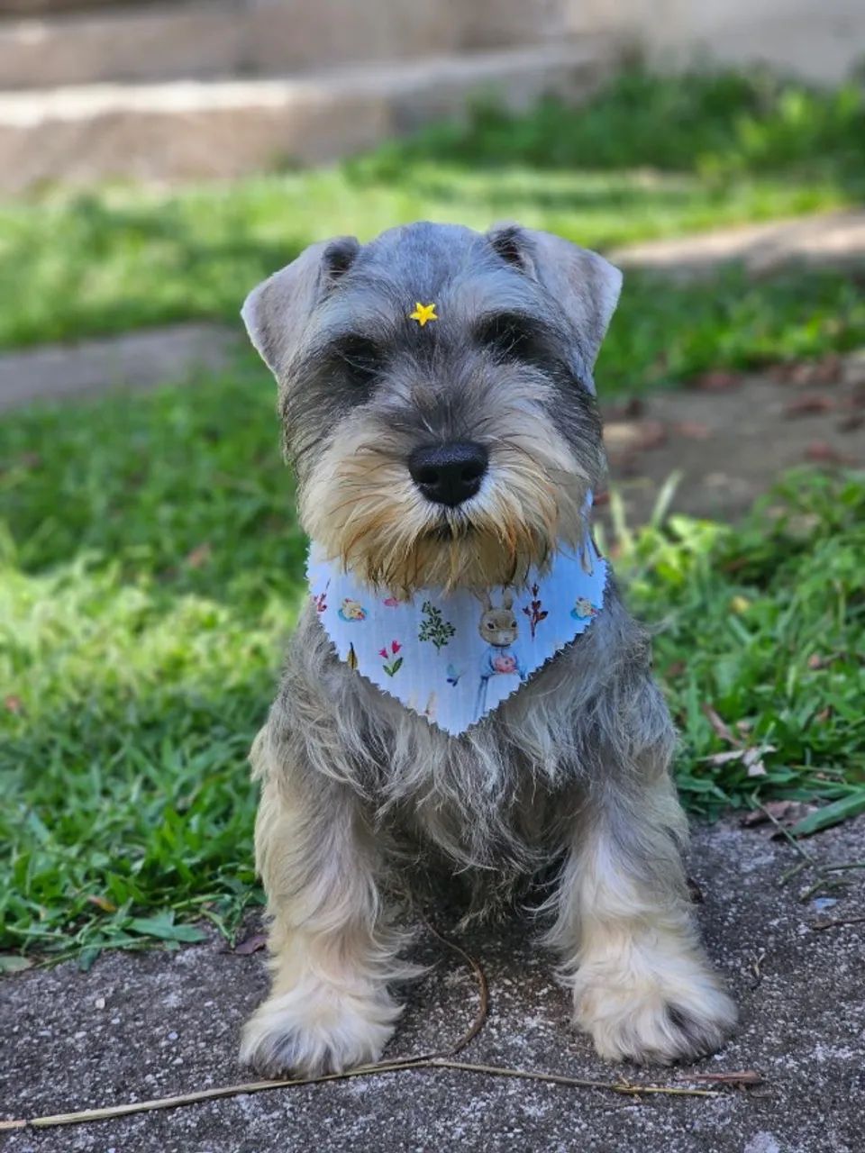 Schnauzer Miniatura | Desde 2009 