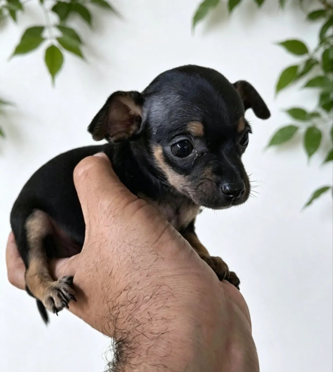 Pinscher 