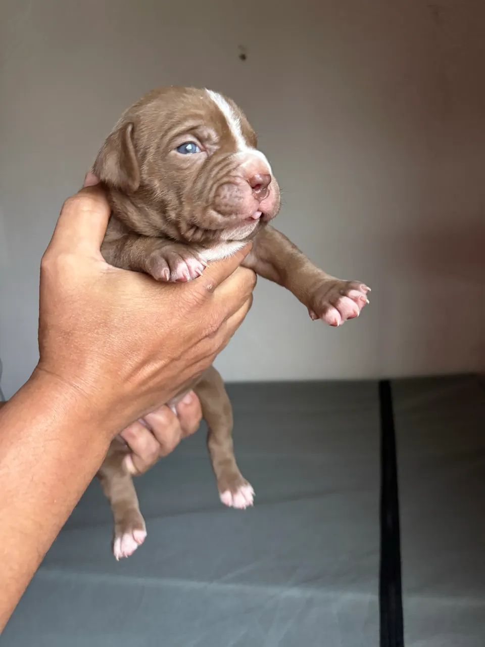 Animais e acessórios  - Foto 5