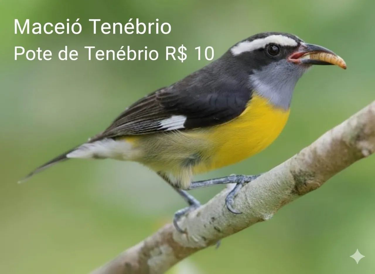 TENÉBRIOS VIVOS  - Foto 2