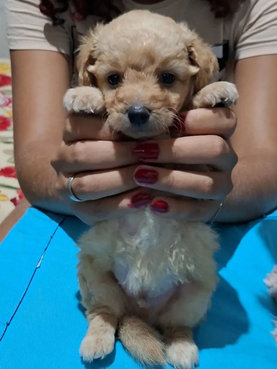 Poodle macho - Foto 2