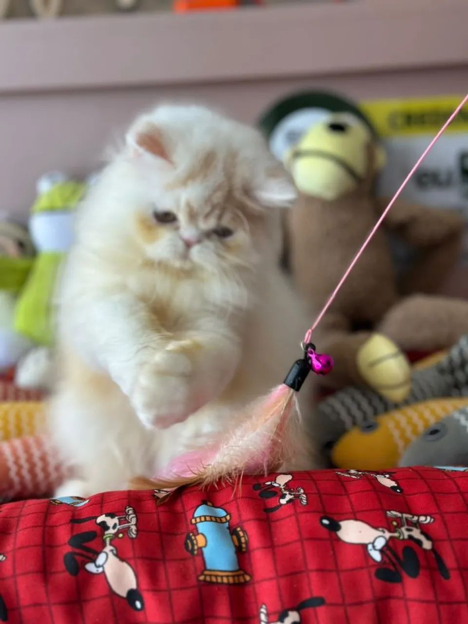 Perfeito e incrível gato persa macho - Foto 4