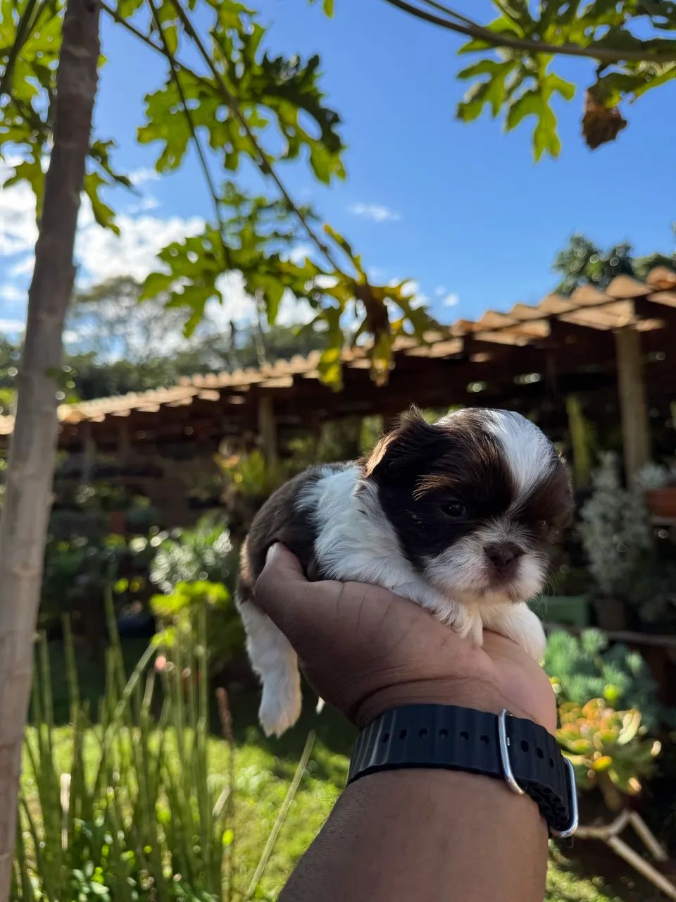 Shih Tzu mini chocolate com branco  - Foto 2