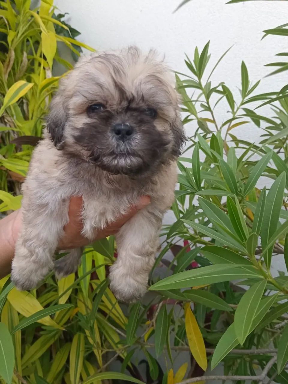 Poodle com shitzu 