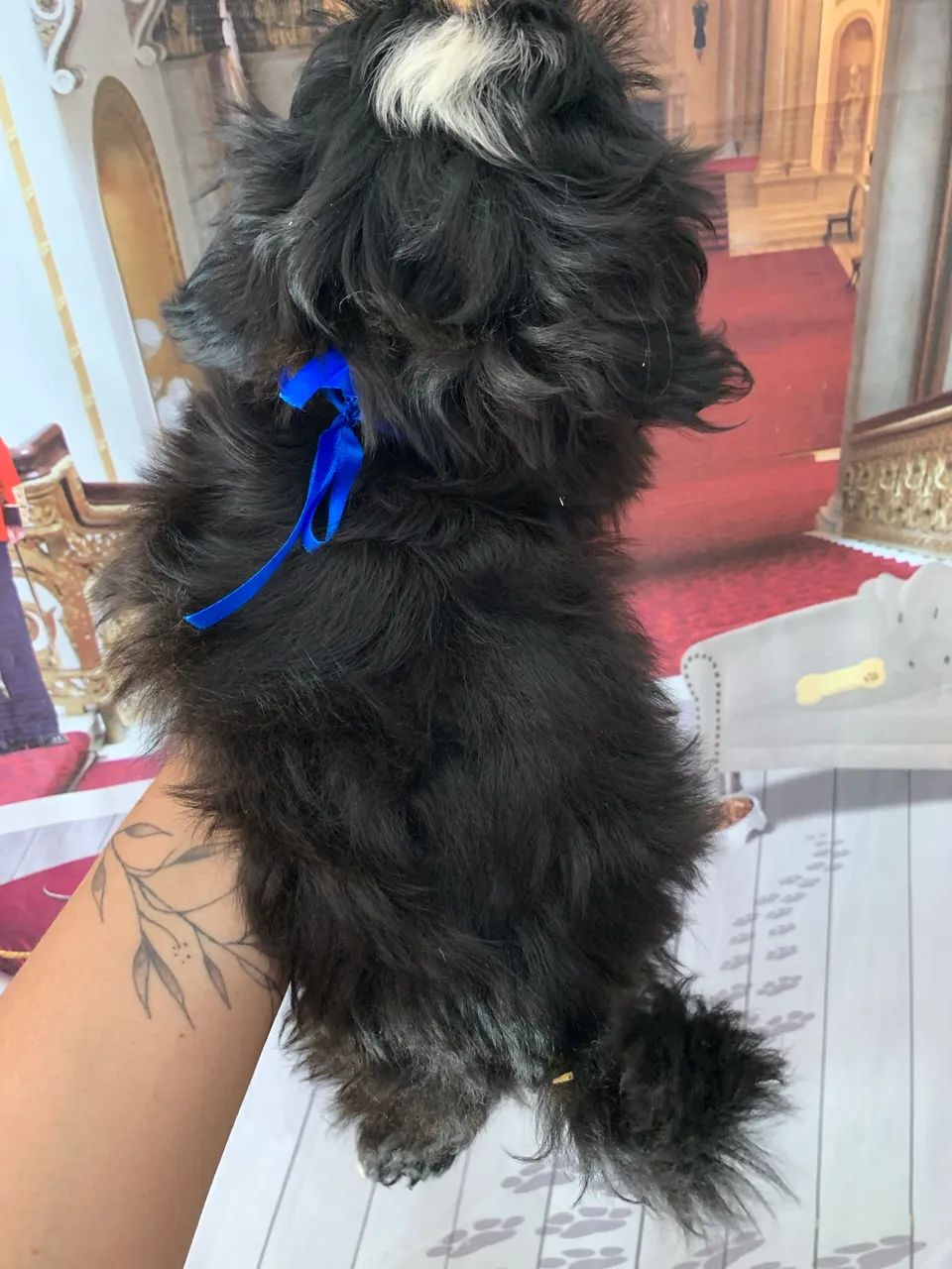 Shihtzu macho - Foto 3