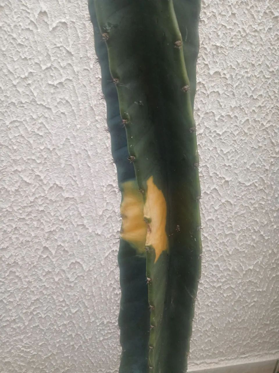 Cacto - Foto 2