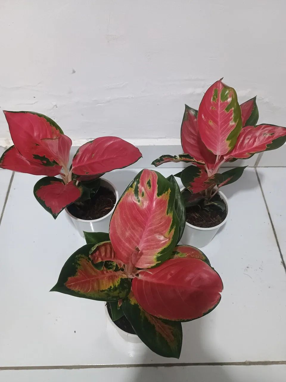 Lindas aglaonemas chilli red  - Foto 4
