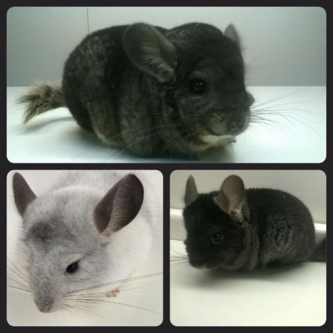 Chinchila