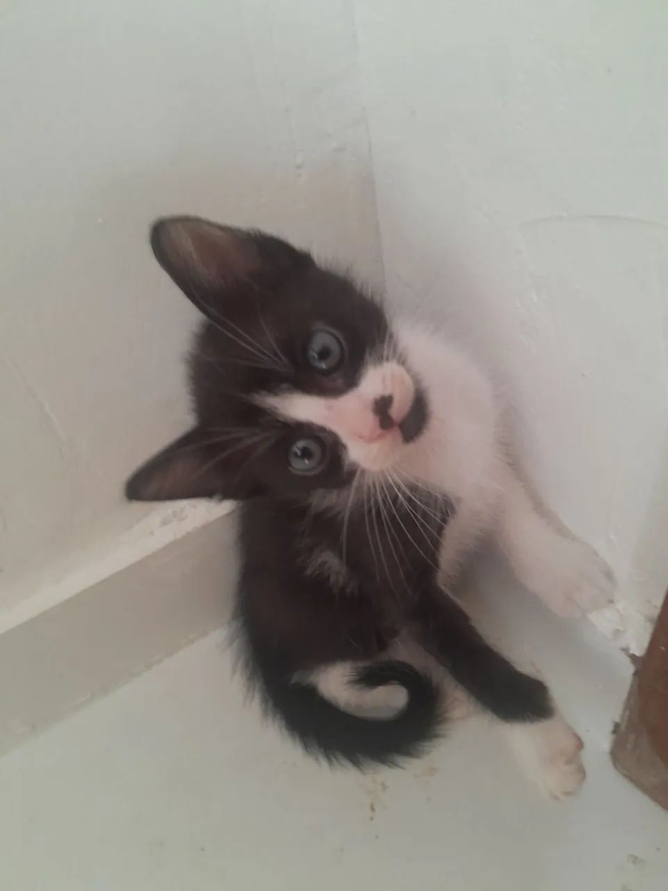 Lindos  gatinhos    são  três machos  duas femeas - Foto 3