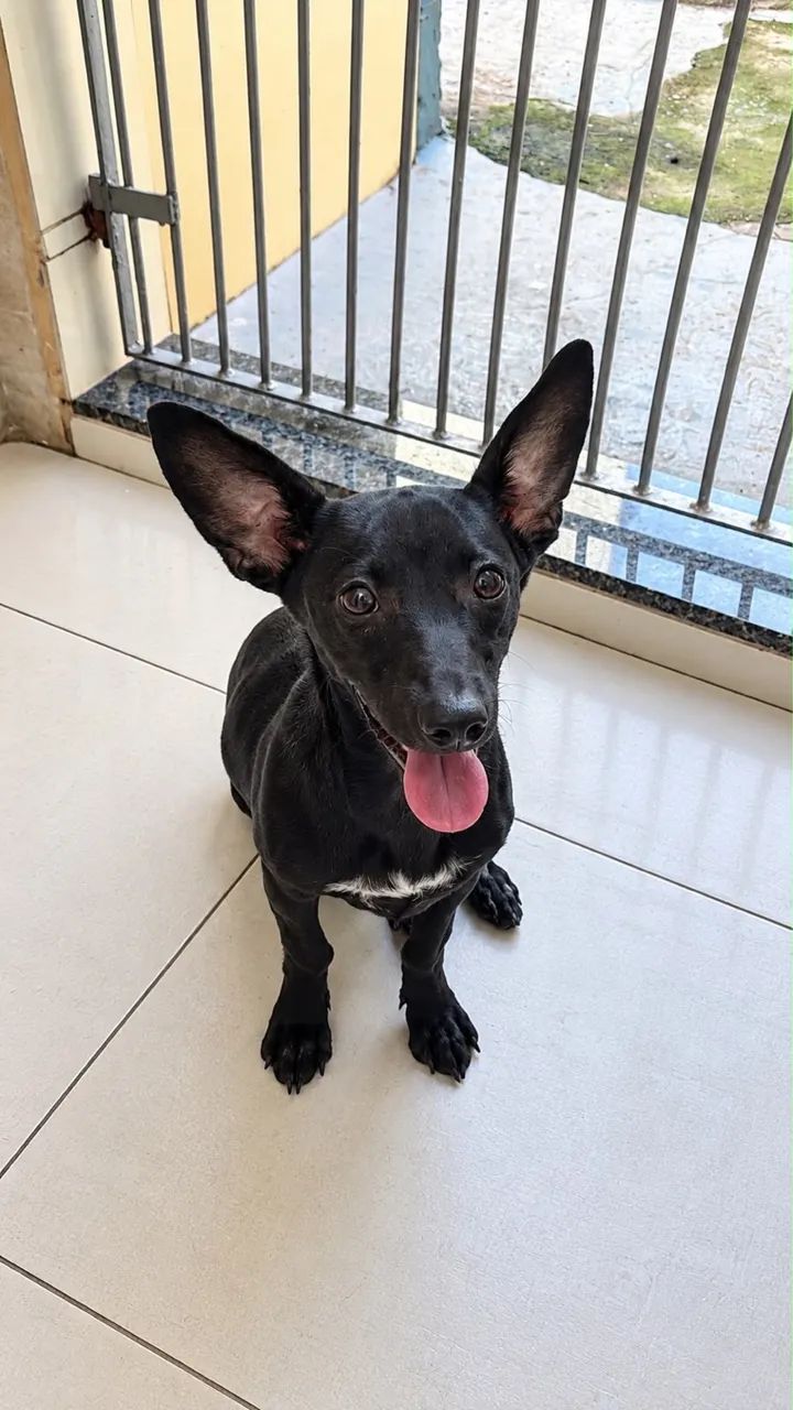 Doa-se cachorra fêmea SRD porte P - Foto 4
