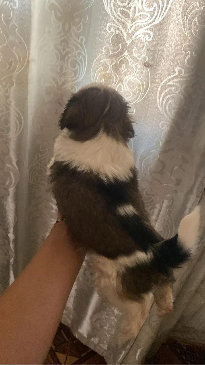 Shih tzu  - Foto 4