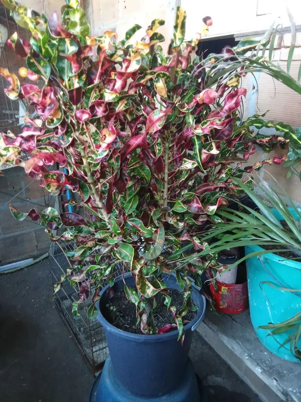 Plantas  - Foto 2