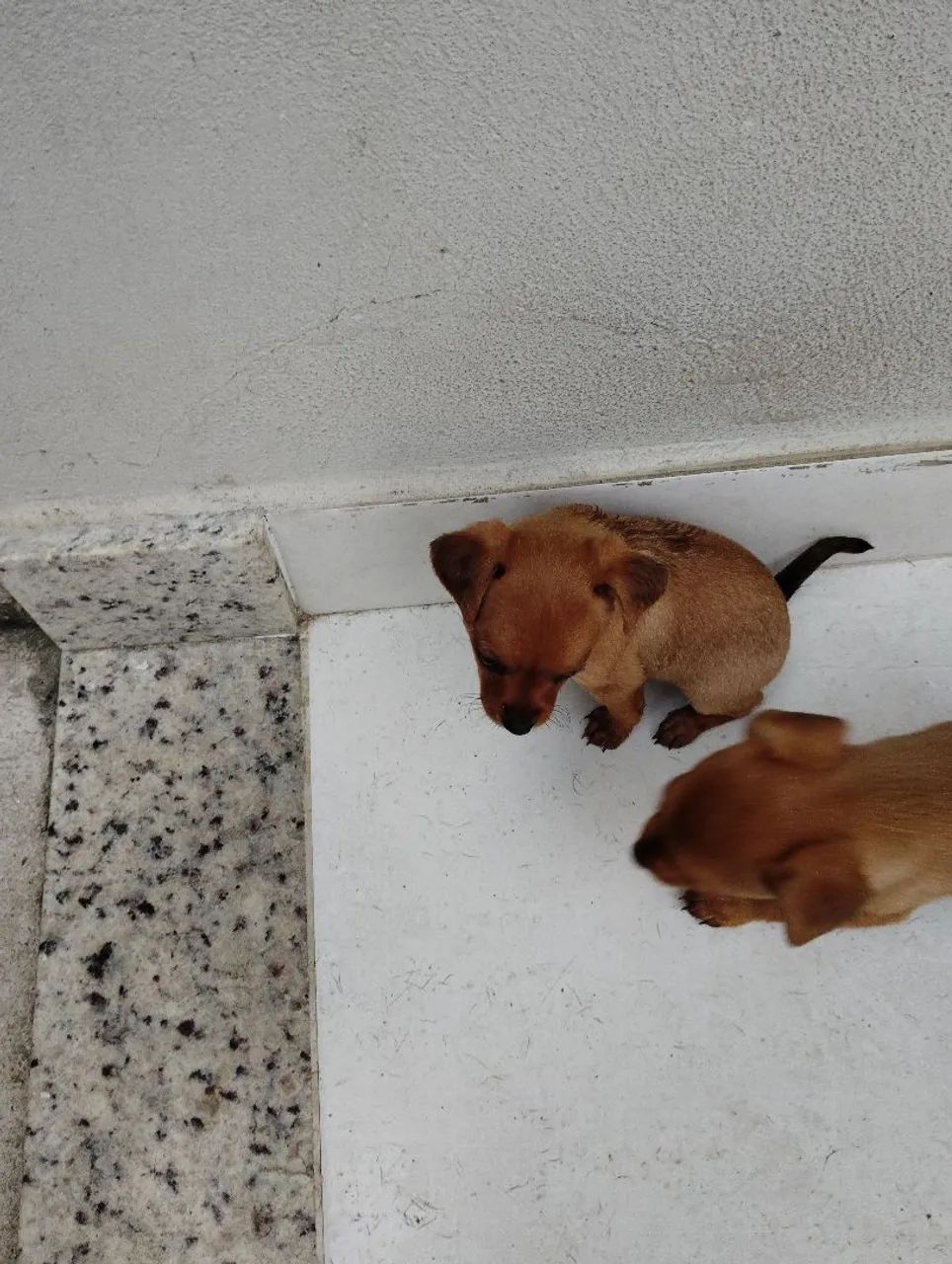 Filhotes de pinscher  - Foto 5