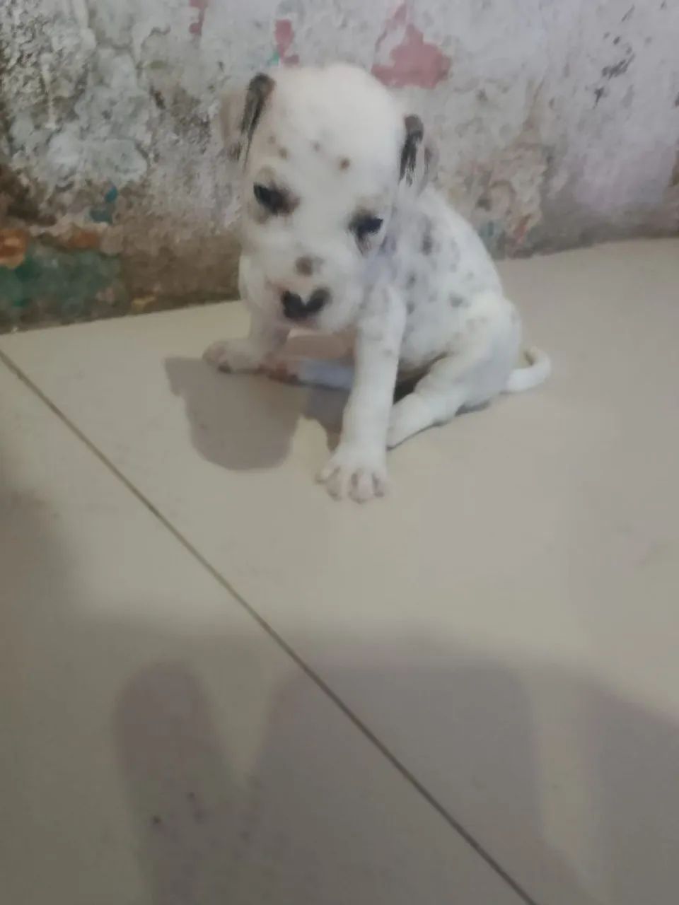 Lindos cachorrinhos dálmatas  - Foto 4