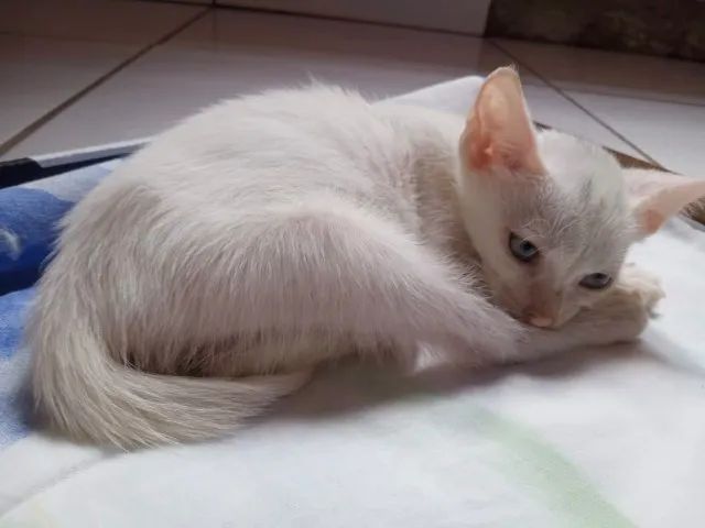 DOAÇÃO GATO