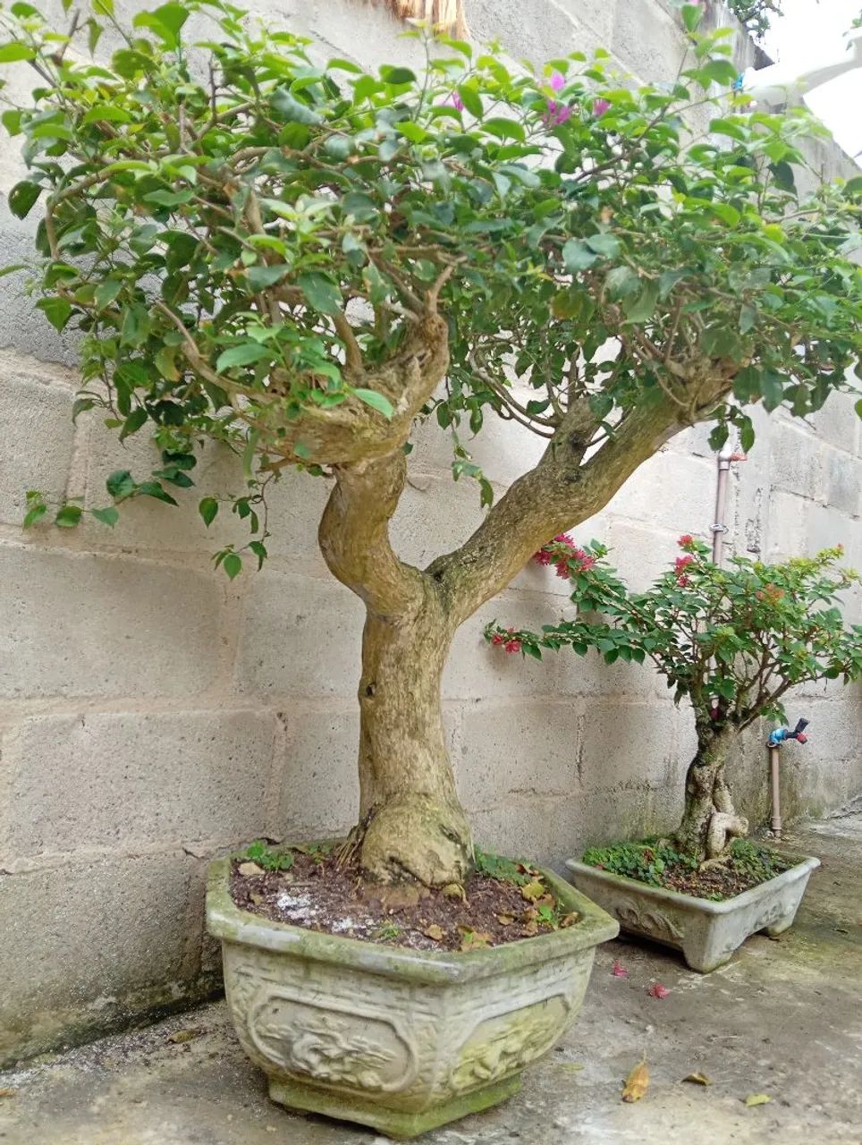 Lindo Bonsai Buganvília árvore antiga - Foto 5
