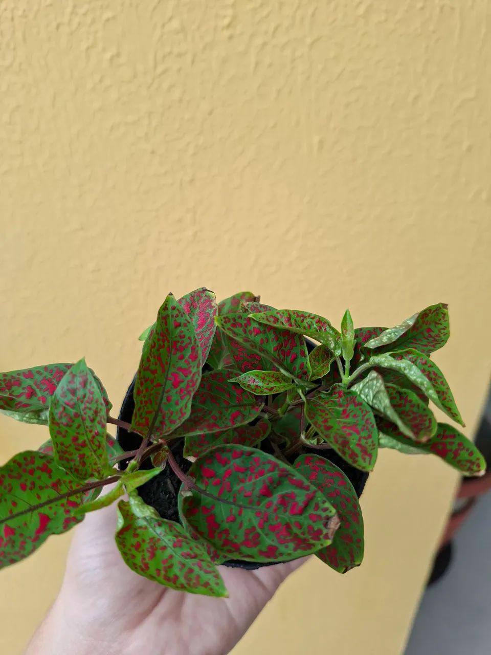 Planta