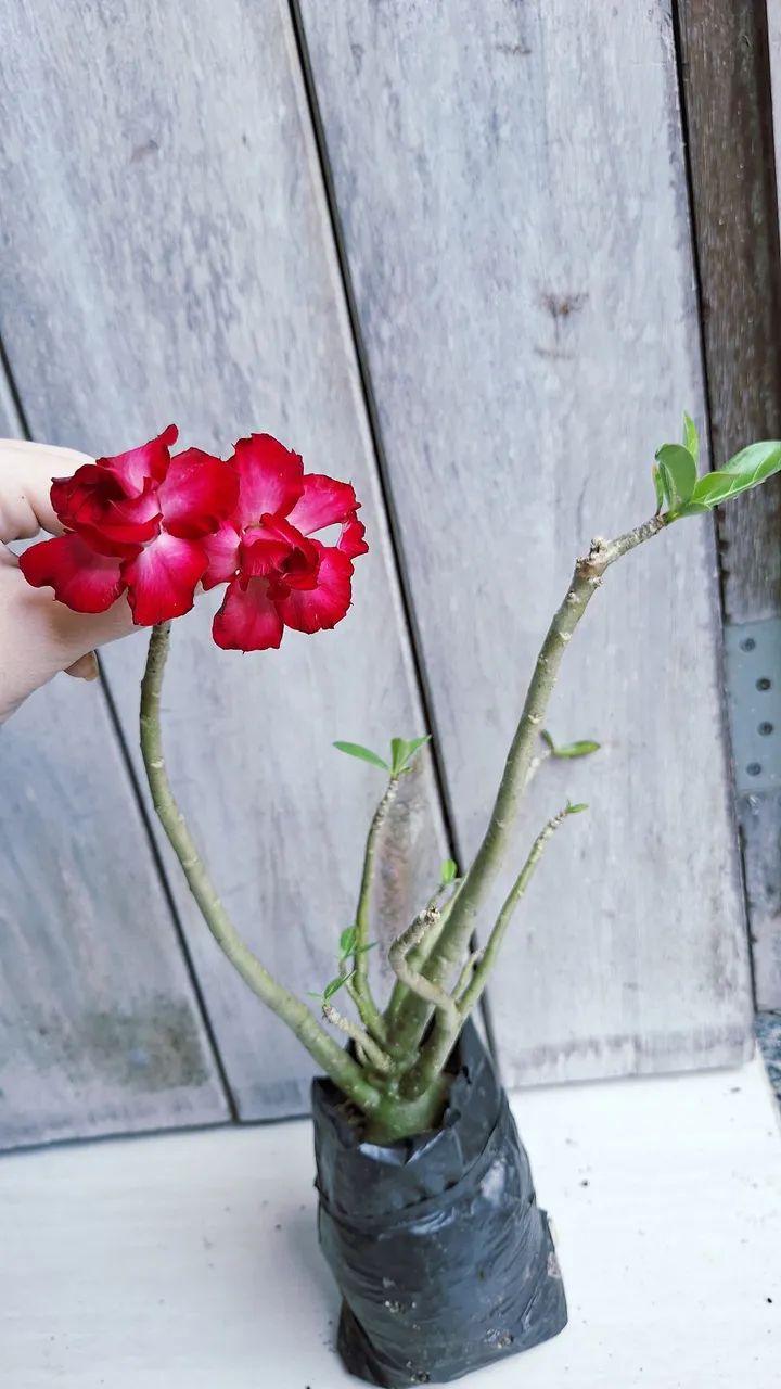 Rosas do deserto variadas - Foto 6