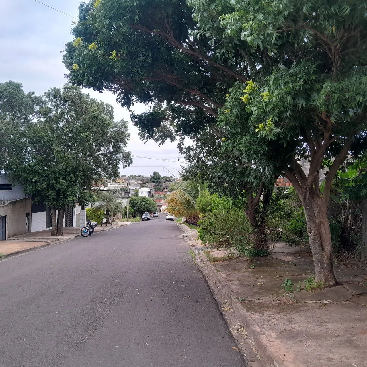 Foto - Álvares Machado - Parque dos Pinheiros II