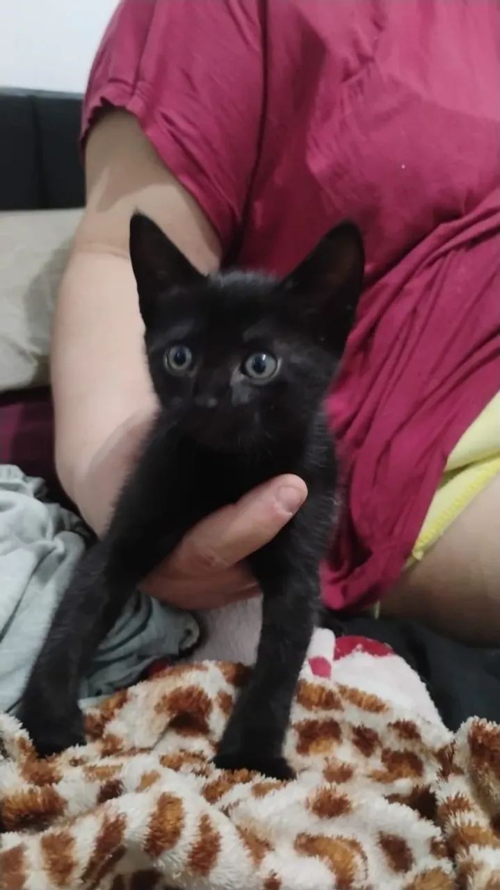 Gatinhos - Foto 2