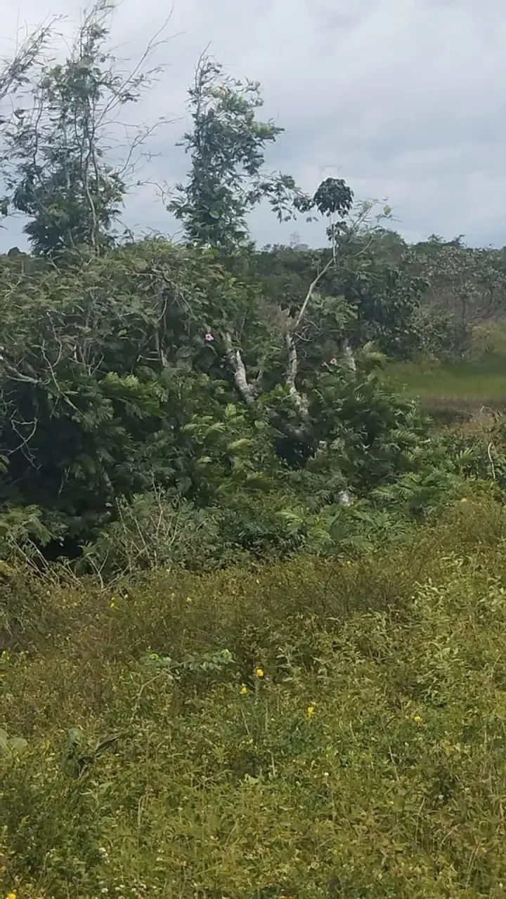 Vende-se área rural em Humberto de Campos   MA - Foto 5