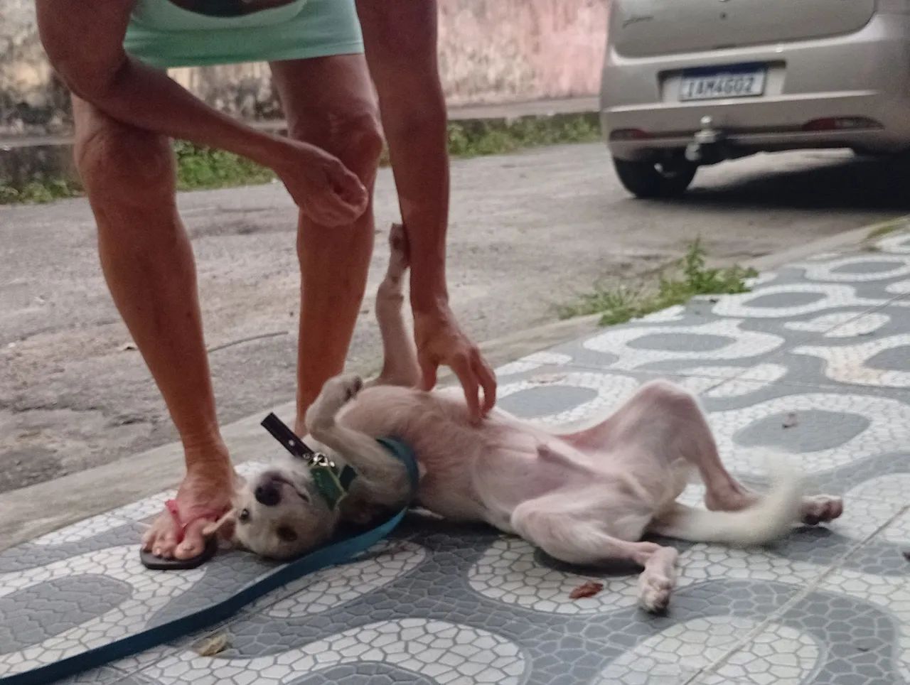 Vende-se cachorrinho  - Foto 3