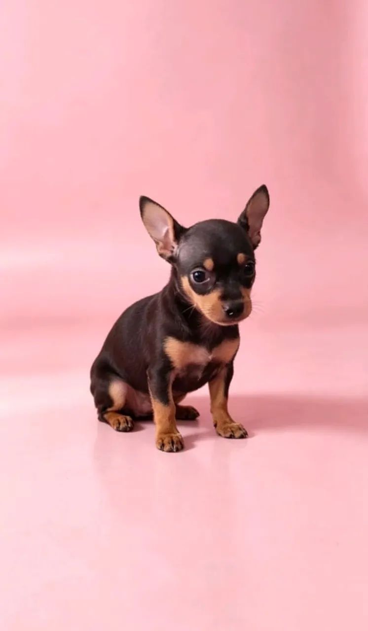 Pinscher 