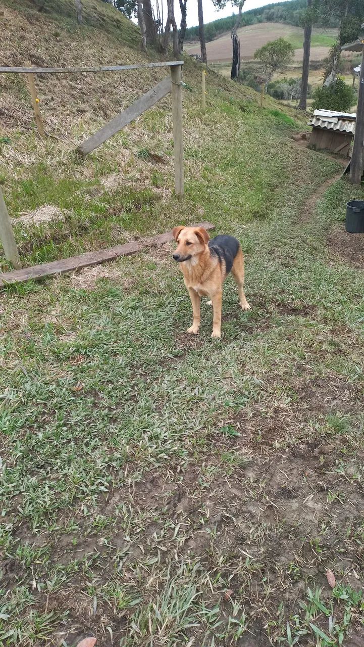 LINDO CACHORRO  - Foto 2