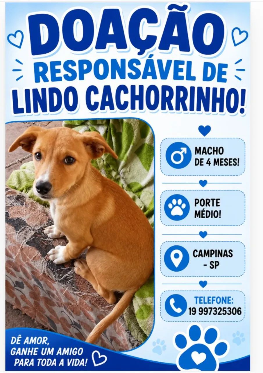 Doação de lindo cachorrinho  - Foto 2
