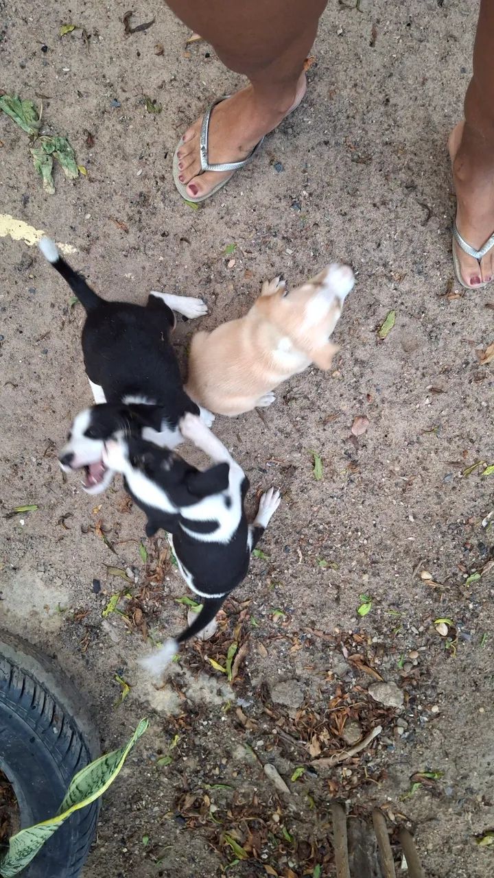 CACHORRINHOS PARA ADOÇÃO - Foto 2