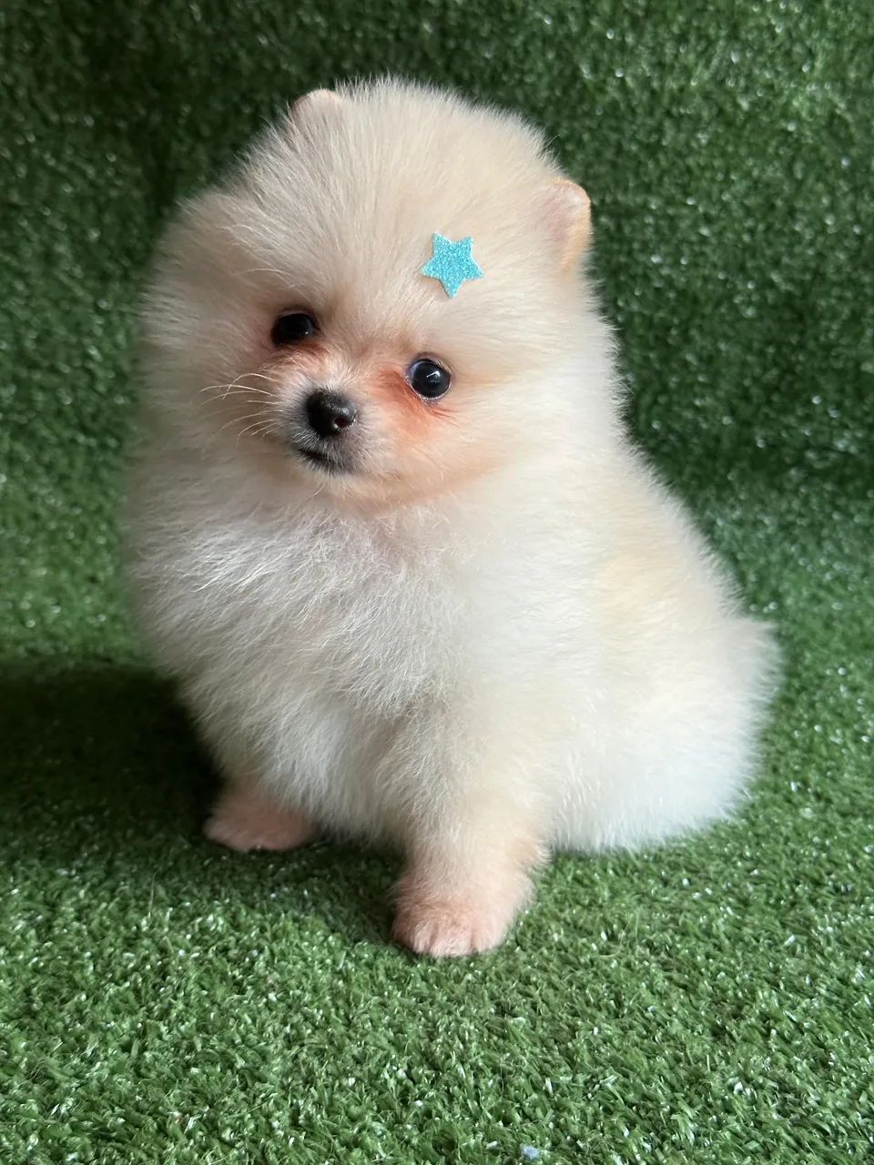 Spitz alemão -macho  - Foto 4