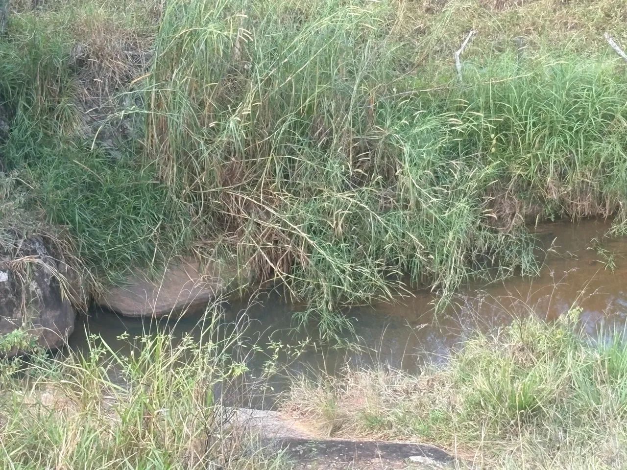 Vendo terreno em pendanga  - Foto 4