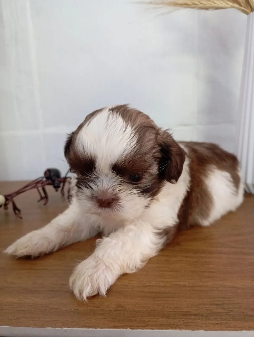 shih tzu fígado  - Foto 2