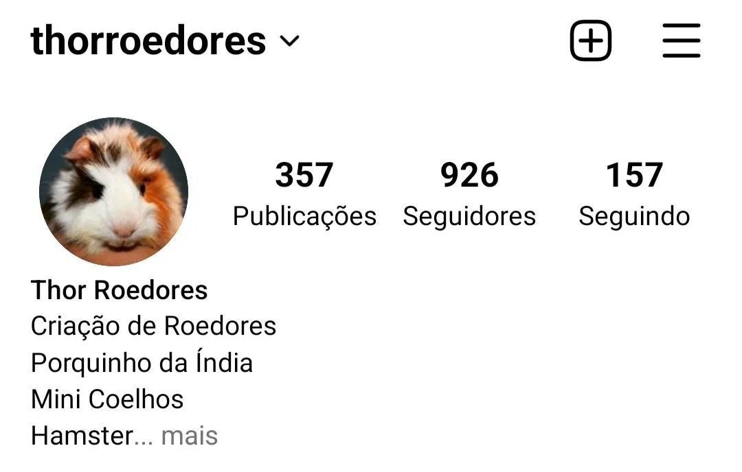 Gerbil65579533497218125