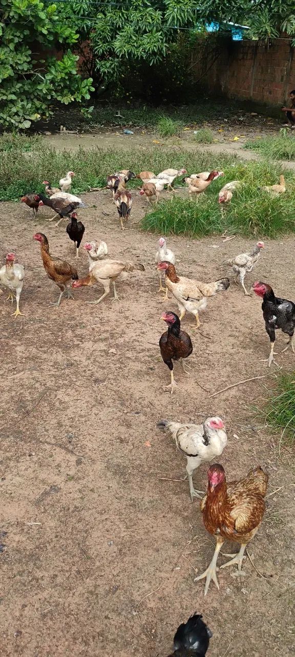 Vendo mais de 20 cabeças de galinha e galos indianos crista bola e crista normal - Foto 2