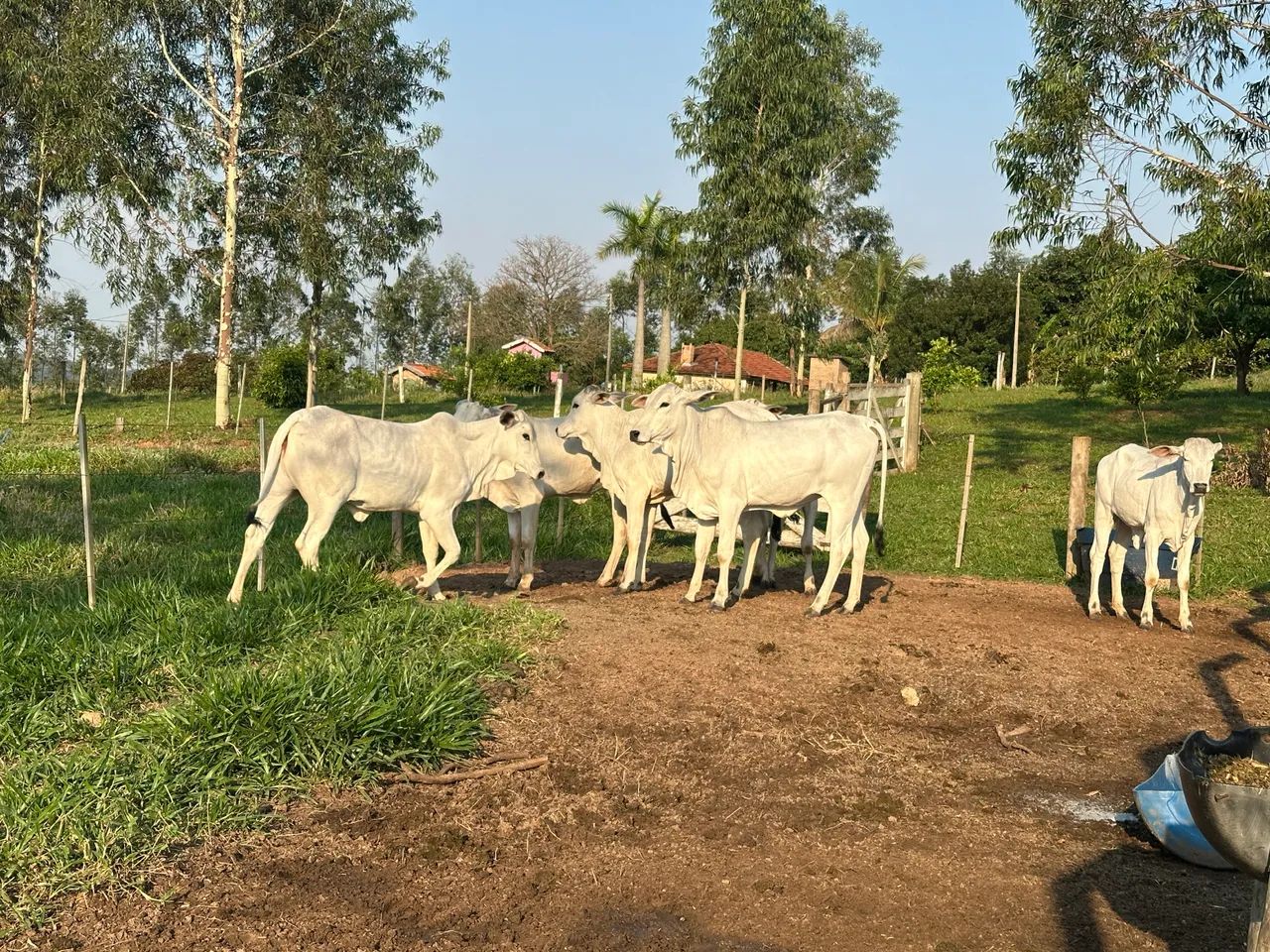 Vendo 6 Novilhas  - Foto 2