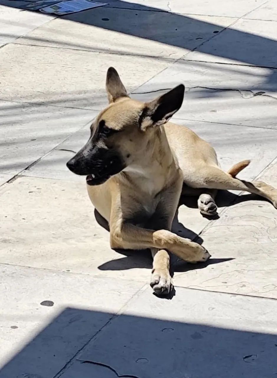 Cachorrinha para doação  - Foto 3