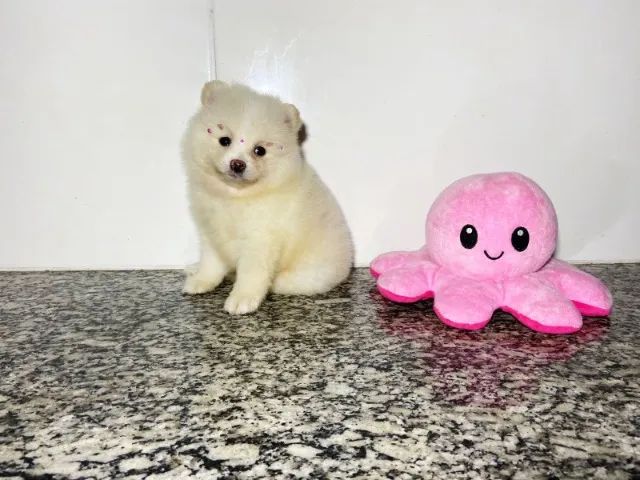 spitz alemão lindos filhotes  - Foto 2