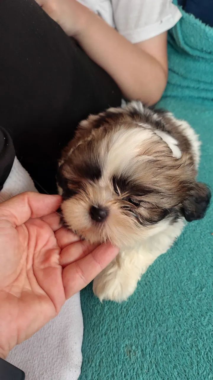 Shi tzu - Foto 3