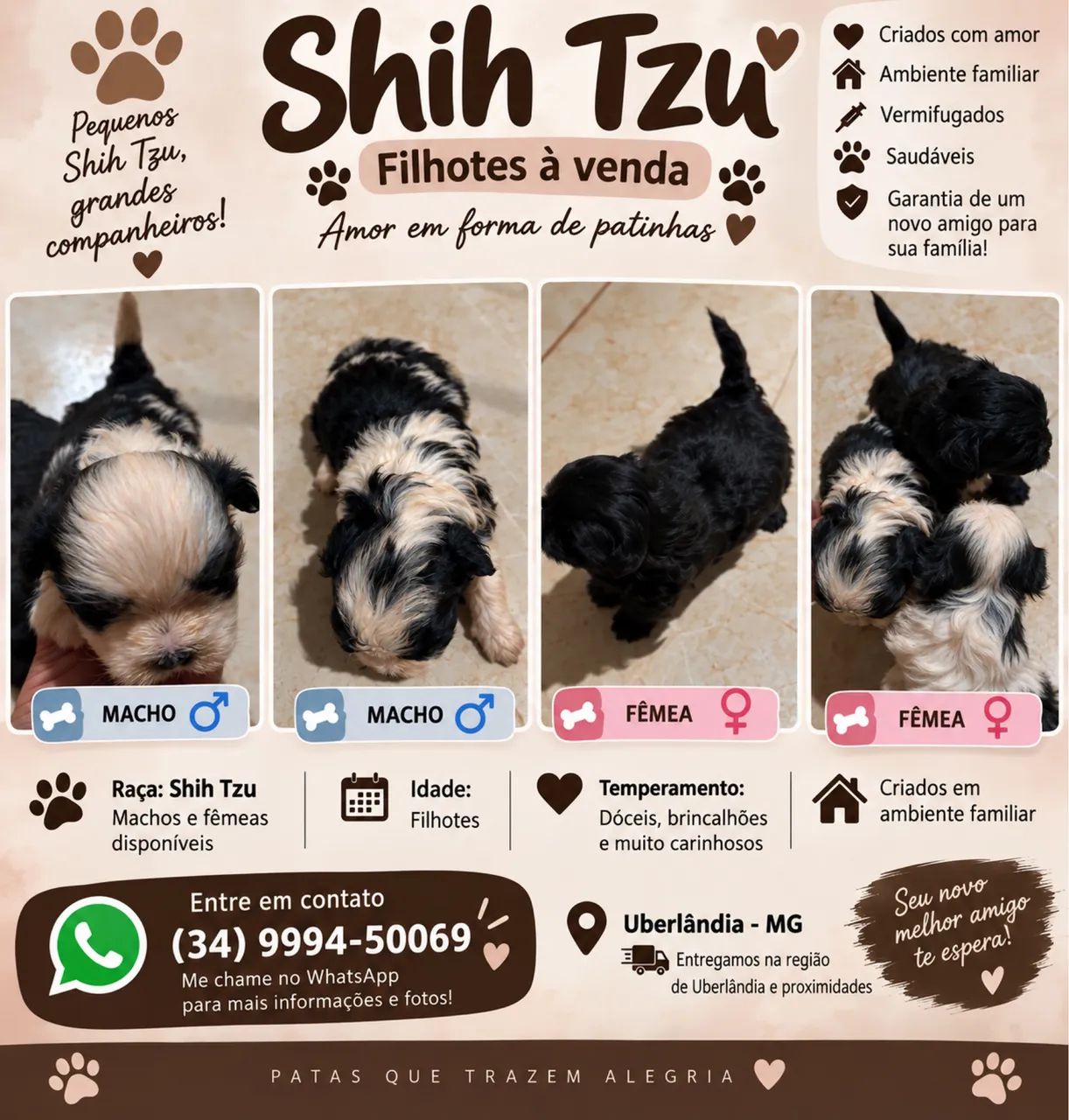 Vendo filhotes de shitzu 