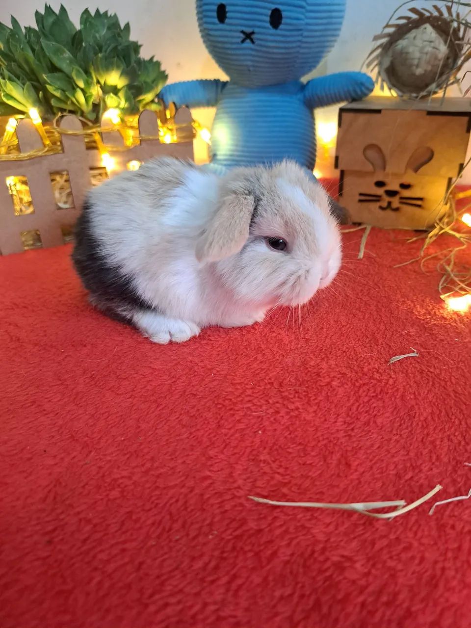 Mini coelhos  - Foto 4
