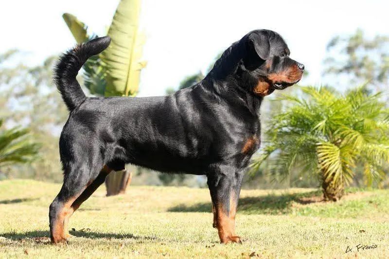 Rottweiler 