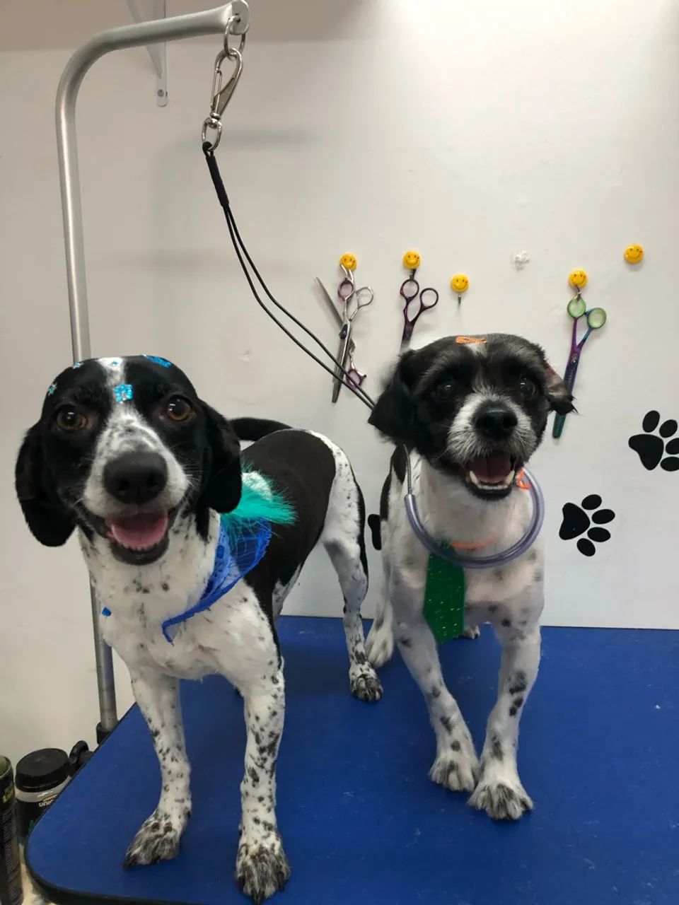 Venda PetShop - Área Nobre (Banho e tosa) - Foto 4