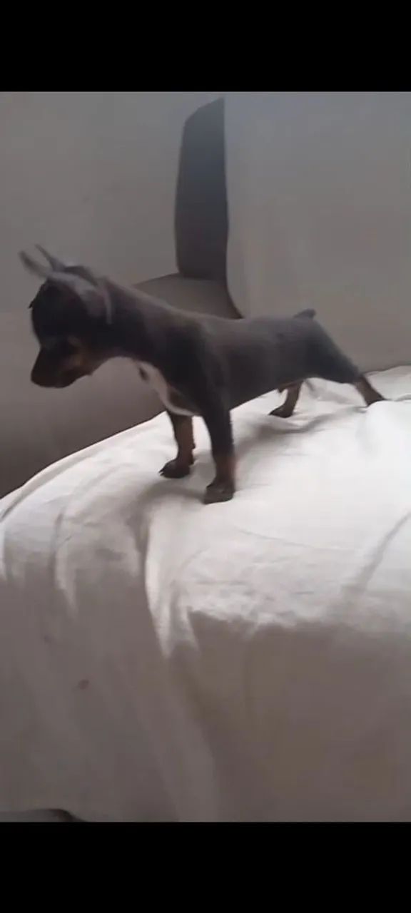 Pinscher  número  1