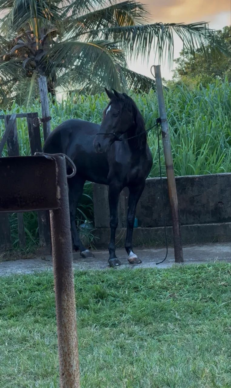 Vende egua  - Foto 2