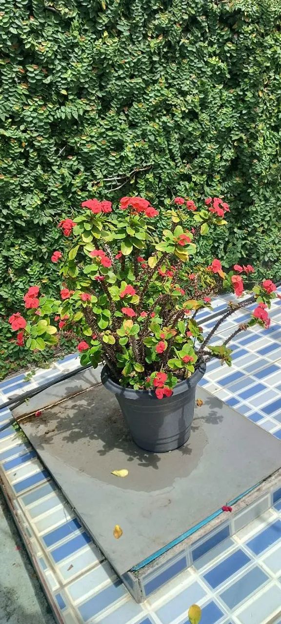 Plantas - Foto 3
