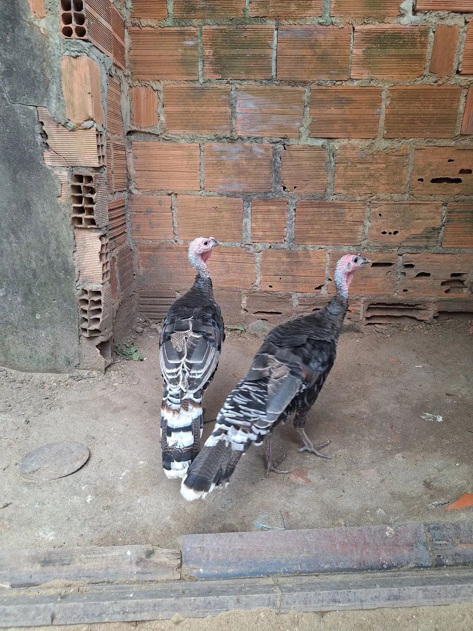 Casal de perus - Foto 3