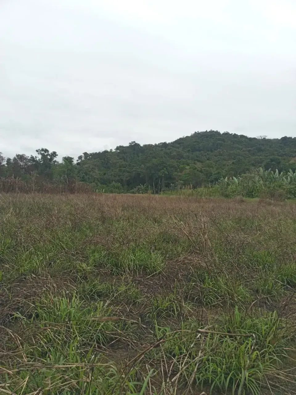 Sítio com 28 alqueires em Potinga - Guaraqueçaba - Foto 2