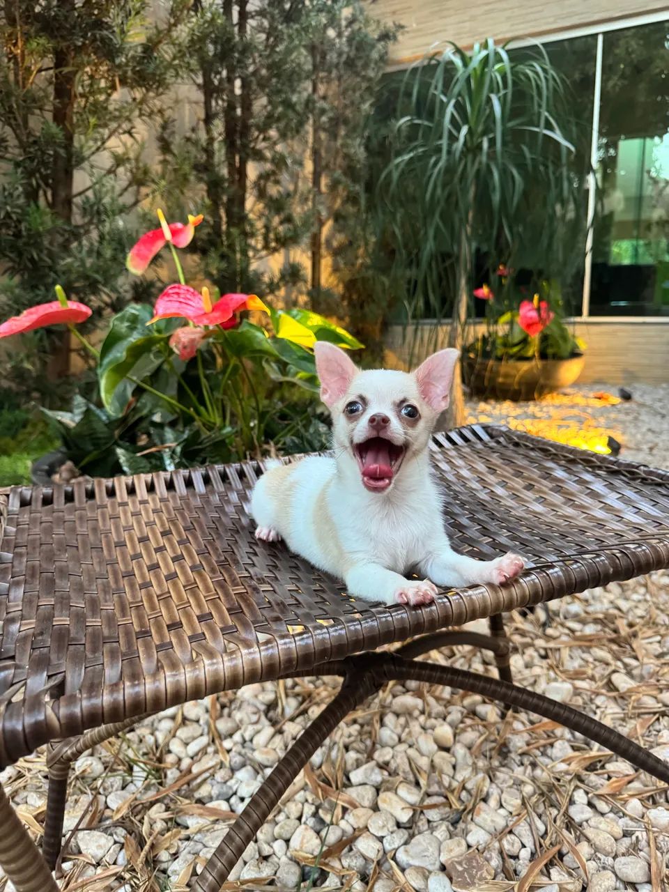 Chihuahua macho  - Foto 5