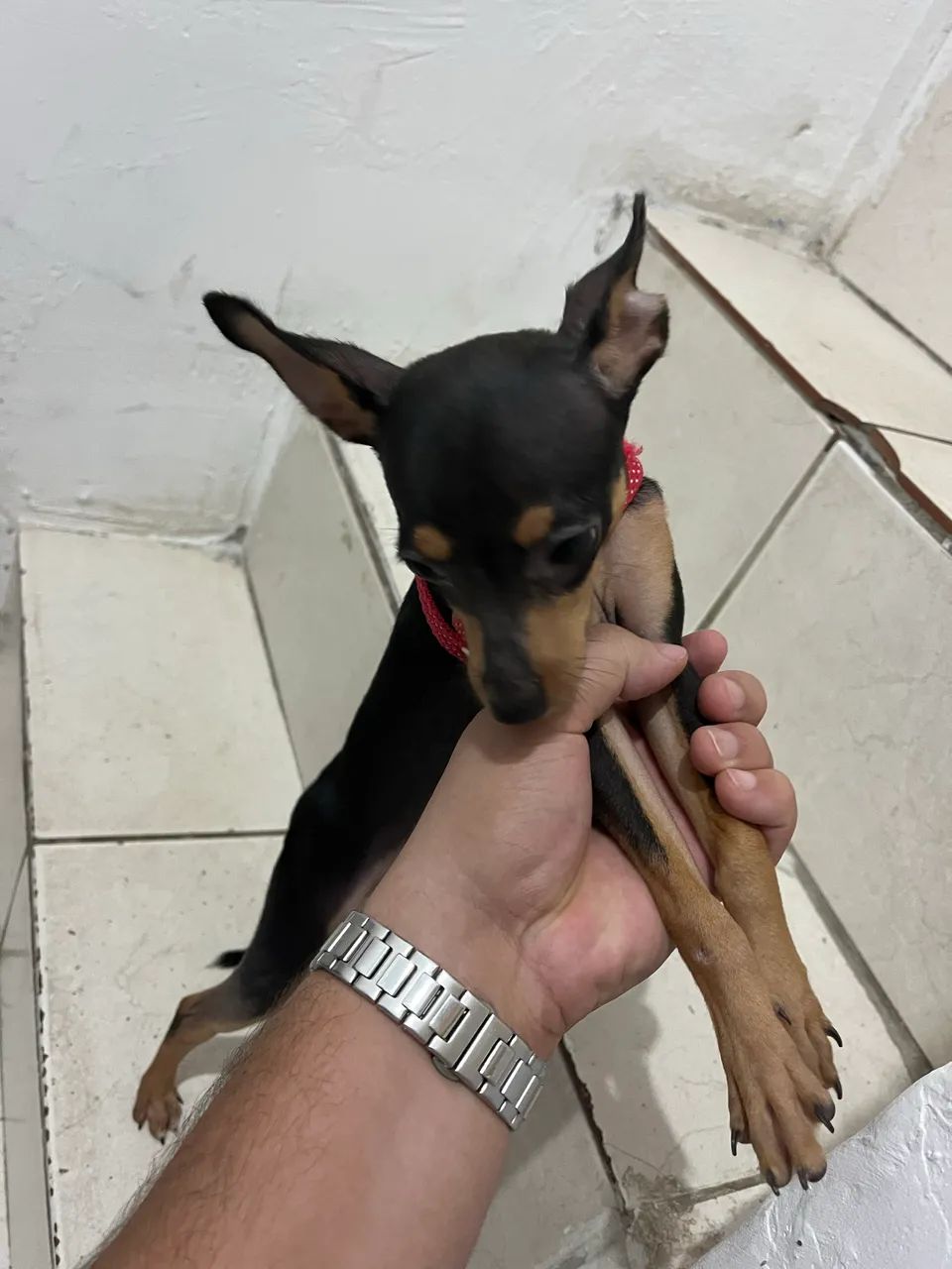 Pinscher 0 dócil  - Foto 3